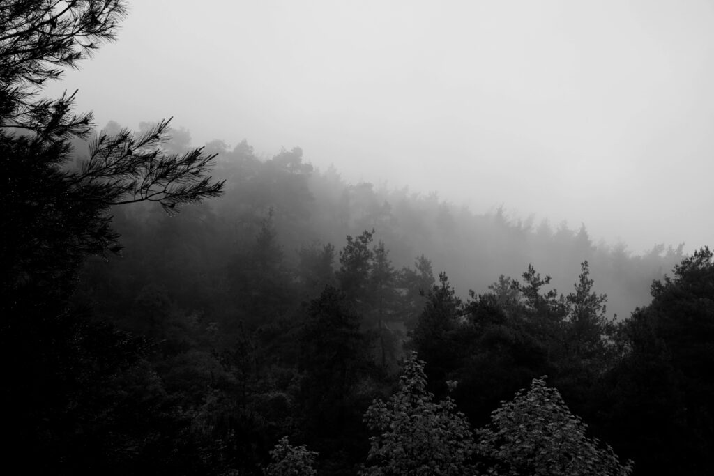 Black and white photo of a foggy coniferous forest in Bursa, Türkiye.
